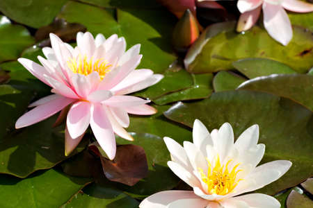 Closeup of an European white waterlilyの写真素材