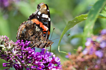 Macro of a red admiral butterfly on a flowerの写真素材