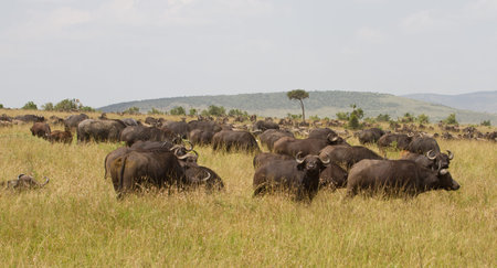 Herd of african buffaloes in the Masai Mara Reserve, Kenya, Africaの写真素材