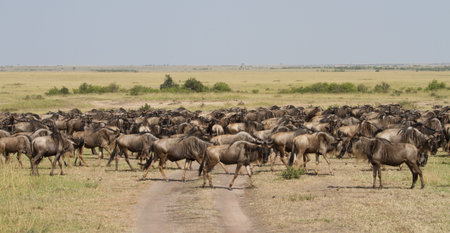 Herd of Wildebeest, Masai Mara National Reserve, Kenya, Africa