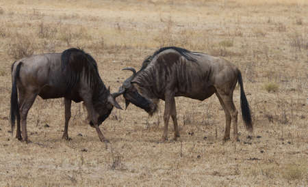 Fighting Wildebeests in the Ngorongoro Crater, Tanzania, Africaの写真素材