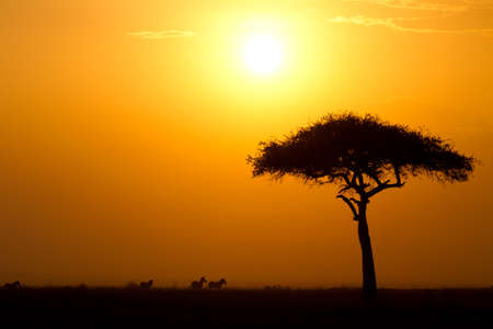 Dusk in the Masai Maria National Reserve with Acacia tree and silhouttes of Zebras, Keya, Africaの写真素材