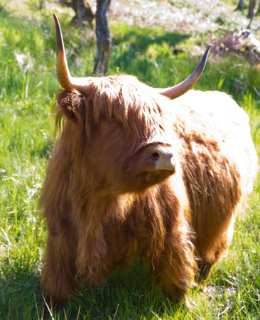 Portrait of a highland cow bull, Scotland