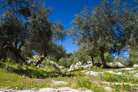 Ancient Road with Olive Trees, Noto Antica, Sicily, Italyの写真素材