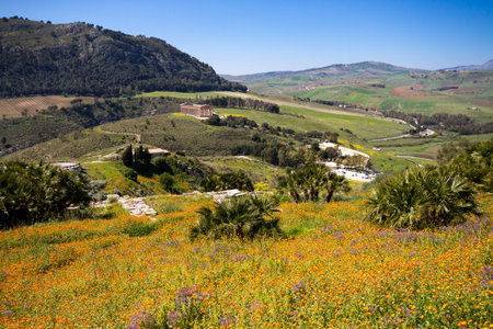 Blooming Flowers in the sicilian landscape, Ancient site of Segesta, Sicily, Italyの写真素材