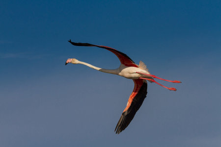 Pink Flamingo in flight, Camargue, Provence, Franceの写真素材