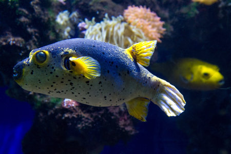 Close up of blackspotted puffer, Maldives, Indian Ocean