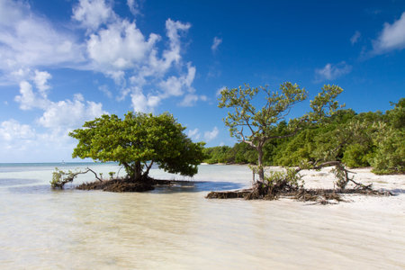 Mangroves at a beach in the Florida Keys, United States