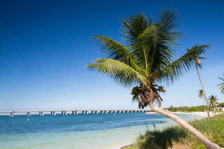 Palm at Bahia Honda Beach Park, Florida, USAの写真素材
