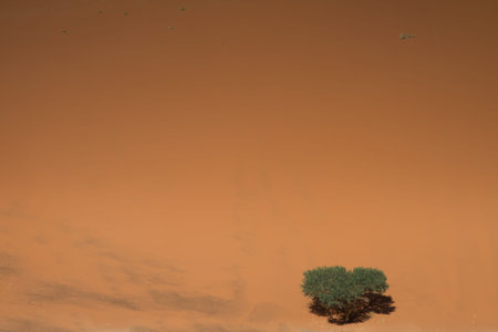Lonely tree on the sand dune, Sossusvlei, Namibiaの写真素材