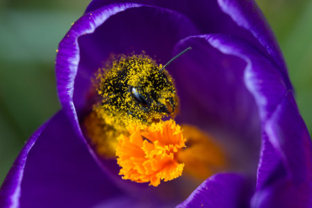 Macro of a bee on a purple crocus in springの写真素材