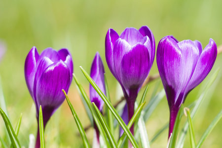 Macro of three violet crocus in spring