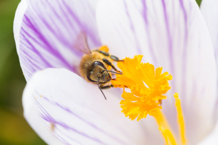Bee on a white purple striped crocus in early springの写真素材
