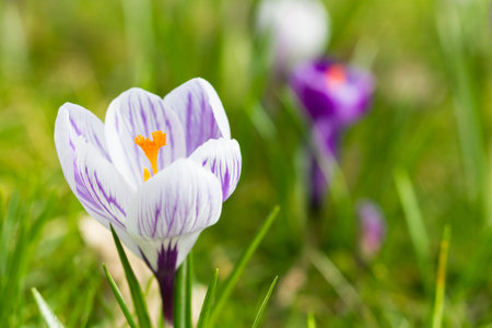Purple striped crocus in spring