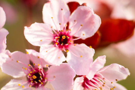 Macro of a pink almond blossom in spring, Germany