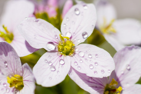 Macro of a pink cuckooflower in springtime