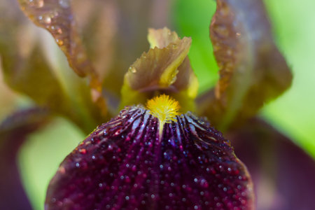 Macro of an iris sambucina with focus on a yellow petalの写真素材