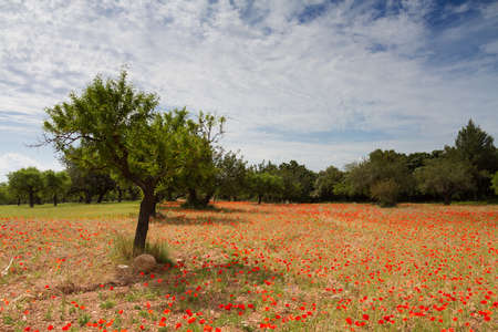 Red poppy meadow on the isand of Mallorcaの写真素材