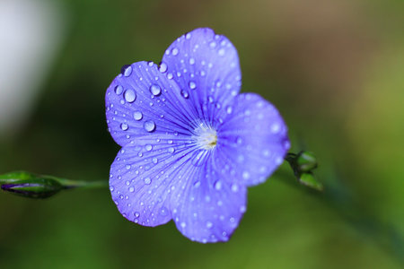 Macro of a blue flax flower in springtimeの写真素材