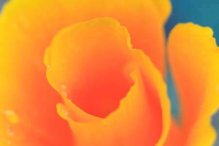 Macro of an orange California Poppy in springtimeの写真素材