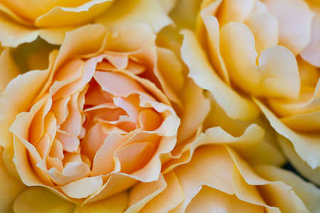 Macro of a light yellow rose cultivar Easy Goingの写真素材