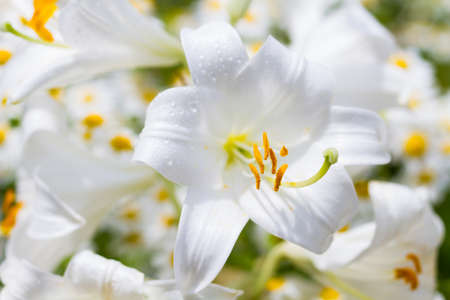 Macro of a white Madonna Lilyの写真素材