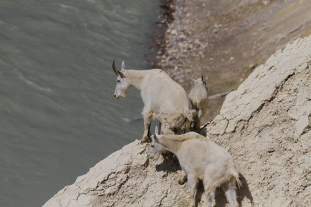 Mountain goats on top of a cliff, Jasper National Park, Icefields Parkway, Alberta, Canadaの写真素材