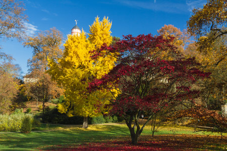 Colourful gingko and maple tree in autumn, Bad Homburg, Germanyの写真素材