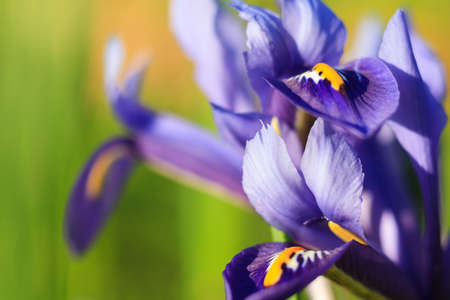 Macro of a netted iris in spring, Germanyの写真素材