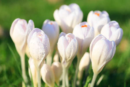 Macro of white crocus in spring, Germanyの写真素材