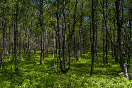 Birch tree forest in spring at a marsh, Rotes Moor, Rhoen, Hessen, Germany