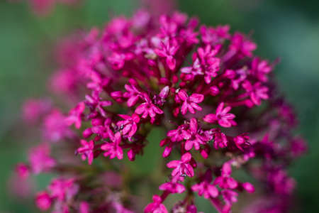 Macro of a red valerian - Centranthus ruberの写真素材