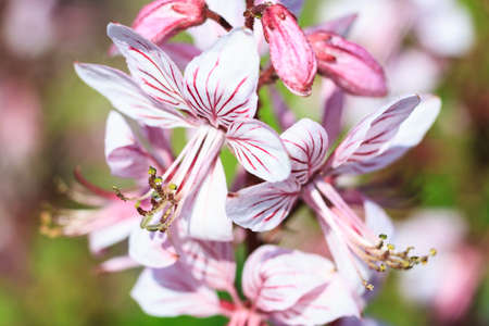 Macro of a burning bush - Dictamnus albusの写真素材