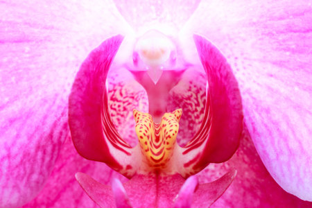 Macro of a white pink Phalaenopsis orchid