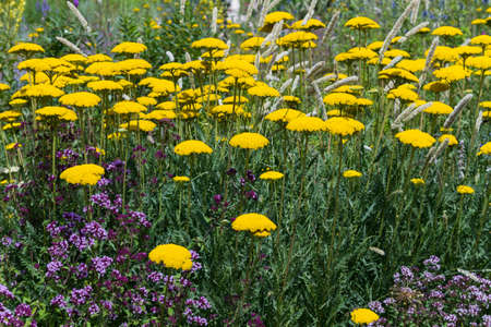 Meadow of yellow yarrow - Achillea filipendulinaの写真素材