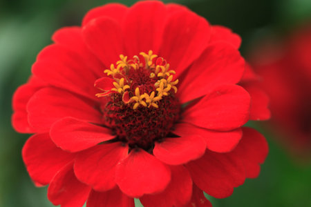 Macro of a red zinnia - Cultivar Queeny scarlet