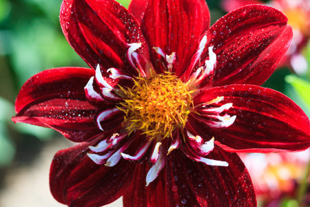 Macro of a red dahlia - cultivar Magic Nightの写真素材