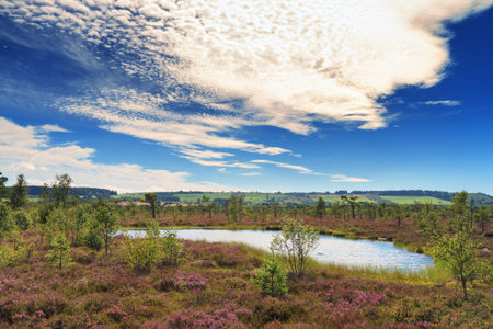 Marsh landscape at the low mountain range Rhoen, Schwarzes Moor, Hessen, Germanyの写真素材