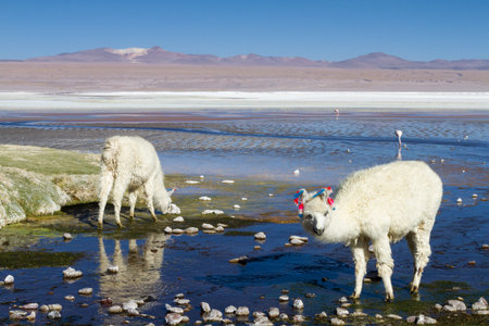 White Alpaca at Laguna Colorada, Altiplano, Boliviaの写真素材