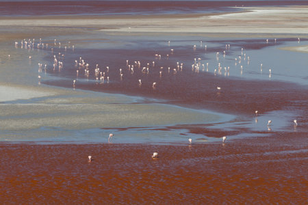 Flamingos at Laguna Colorada, Altiplano, Boliviaの写真素材