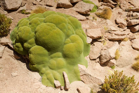 Yareta plant in the Atacama desert, Altiplano, Boliviaの写真素材