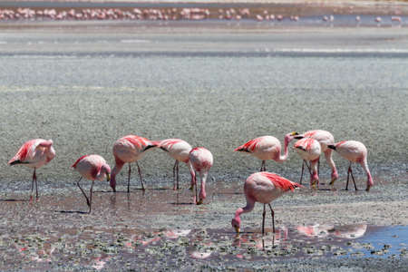 Flamingos at Laguna Ramaditas, Altiplano, Boliviaの写真素材