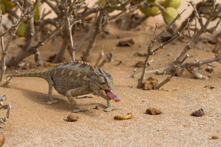 Close up of a desert chameleon, Namibia, Africaの写真素材