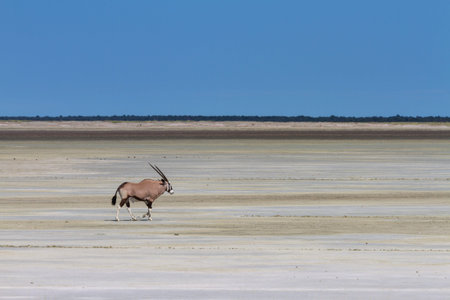 Lonely oryx at the Etosha salt pan, Namibia, Africaの写真素材