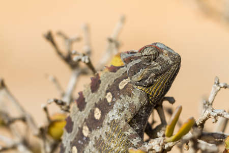 Macro of a desert Chameleon, Namibia, Africaの写真素材