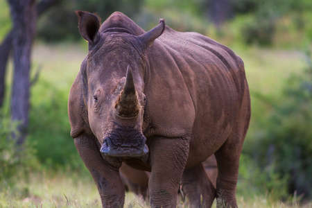 Close up a white rhinoceros, Namibia, Africaの写真素材