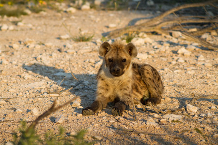 Close up of a spotted hyena, Etosha National Park, Namibia, Africaの写真素材