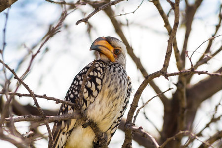 Southern Yellow-billed Hornbill Bird in Etosha National Park, Namibiaの写真素材
