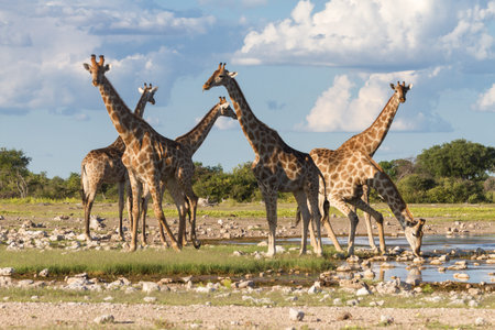 Giraffes at a water hole, Etosha National Park, Namibia, Africaの写真素材
