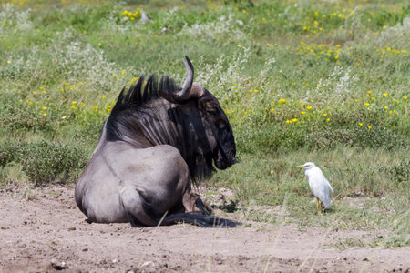 White heron and a wildebeest at Etosha National Park, Namibia, Africaの写真素材